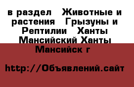  в раздел : Животные и растения » Грызуны и Рептилии . Ханты-Мансийский,Ханты-Мансийск г.